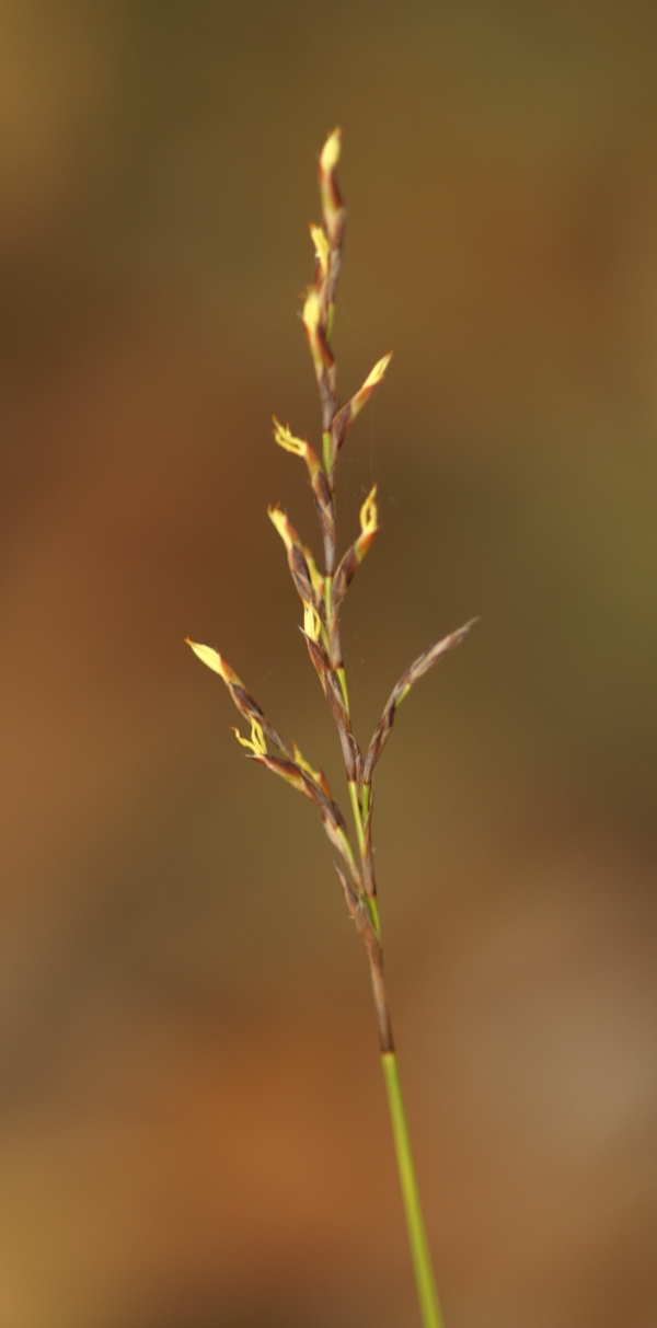 Lepidosperma semiteres
